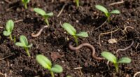 use natural compost regularly