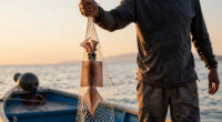 China's aggressive squid fishing linked to sharp drops in catches