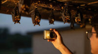 Filming the bats upside down somehow tricks you into thinking they're in a nightclub.